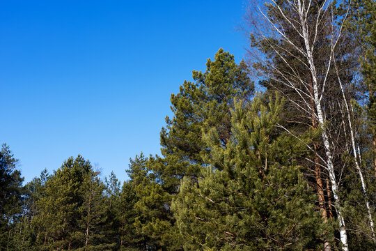 Bright forest scenery. Peaceful outdoor setting featuring vibrant woodland and clear skies