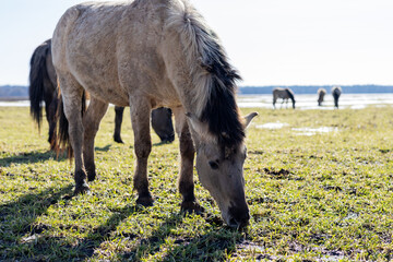 Horse grazing marsh. Detailed shot of gray horse with textured mane grazing in wet marsh © Vera Aksionava