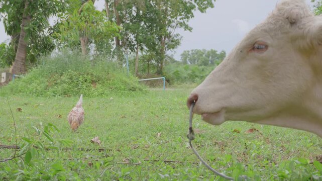 White cow resting and chewing grass on green meadow with a chicken foraging nearby in farm, concept of rural lifestyle, peaceful countryside, organic livestock, and agriculture.