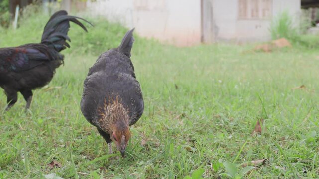 Free range chicken and rooster foraging for food on green grass in a natural farmyard, concept of organic livestock, rural lifestyle, poultry raising, and agriculture.