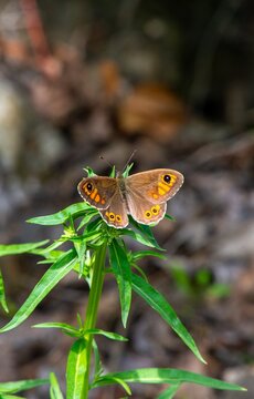 Mariposa