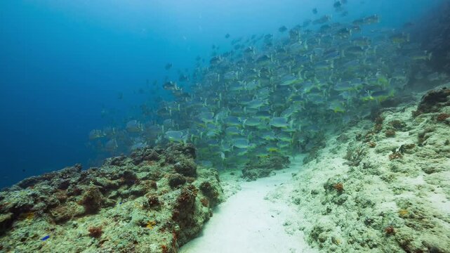 A huge spawning aggregation of Sailfin Snapper swim together over a reef in Peleliu, Palau.