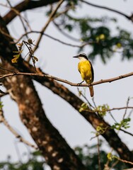 Fototapeta premium Yellow bird