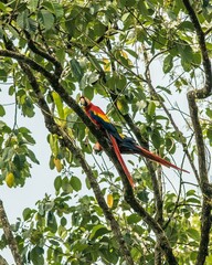 red and yellow macaw © Sergio