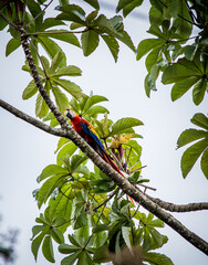 red and yellow macaw © Sergio