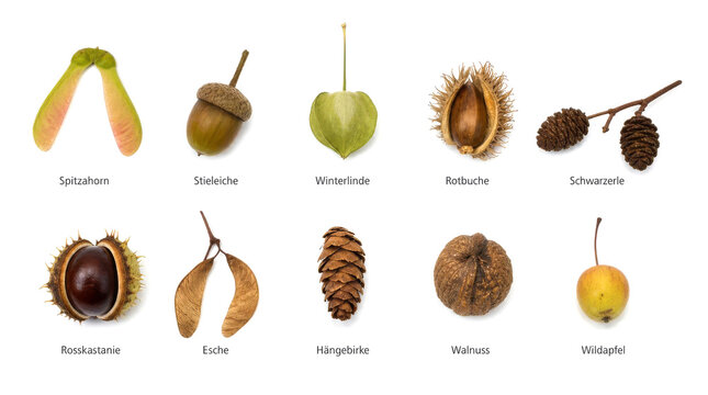 Herbstfruechte und Samen heimischer Laubb&auml;ume