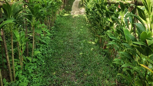 Lush Green Garden Path Lined with Tropical Plants and Foliage