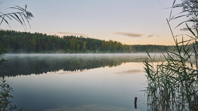 Misty lake at sunrise with forest reflection in calm water surface. Reeds and grass in foreground framing scenic morning landscape. Fog over pond in quiet summer countryside.