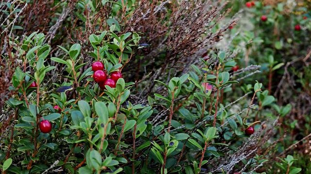 Red ripe lingonberries and green shrub leaves in a wild autumn forest, wild berry plant scene, nordic foraging background, organic harvest concept, boreal nature close-up.