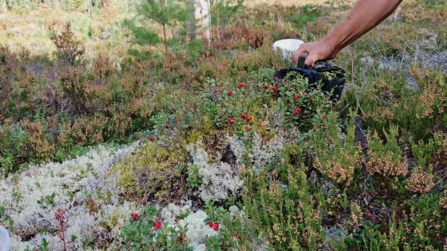 Man harvesting wild lingonberries with a berry picker comb in a boreal forest, traditional foraging tool in action, autumn wild berry gathering, nordic outdoor lifestyle.