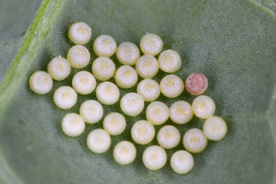 Noctuidae, Owlet moth eggs laid under a winter rapeseed leaf.