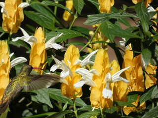 Obraz premium Wild Gilded Hummingbird Among Golden Yellow Flowers