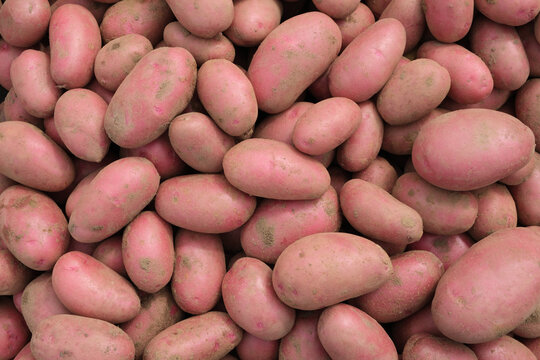 Background of red organic potatoes top view. Food, farming and agriculture concept