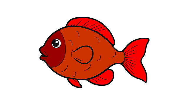 A cartoon illustration of a bright red saltwater fish with a cute, round shape, swimming against a plain white background.