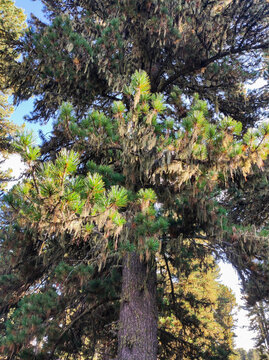 Pine tree branches covered with hanging usnea barbata lichen and moss against blue sky. Green needles and gray beard lichen in natural forest environment. Botany, ecology and woodland vegetation scene