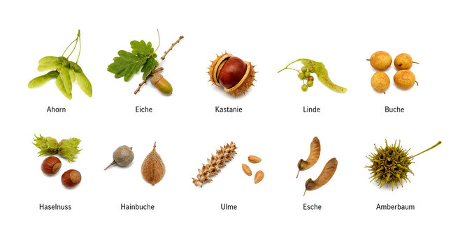 Baumfruechte und Samen verschiedener Laubbaeume als beschriftete Sammlung auf weissem Hintergrund