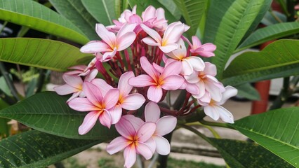 Pink and White Plumeria Flowers in Tropical Garden © Aliste7484