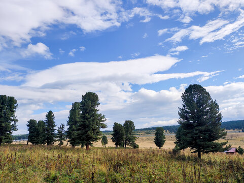 Siberian cedar pine trees standing in an open field with rolling hills in the background. Beautiful natural landscape under a blue sky with white clouds for eco-tourism and nature travel.