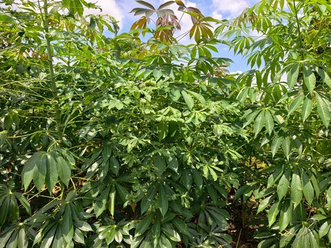 Cassava leaves are damaged by the spotted leaf virus.