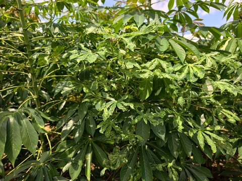Cassava leaves are damaged by the spotted leaf virus.