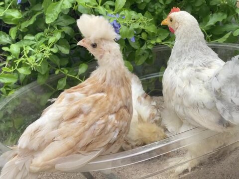 free range chicken