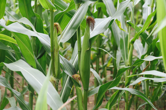 Green corn plants with developing ears growing in a cultivated field. Fresh maize stalks and long leaves during summer crop growth before harvest on an agricultural farm background.
