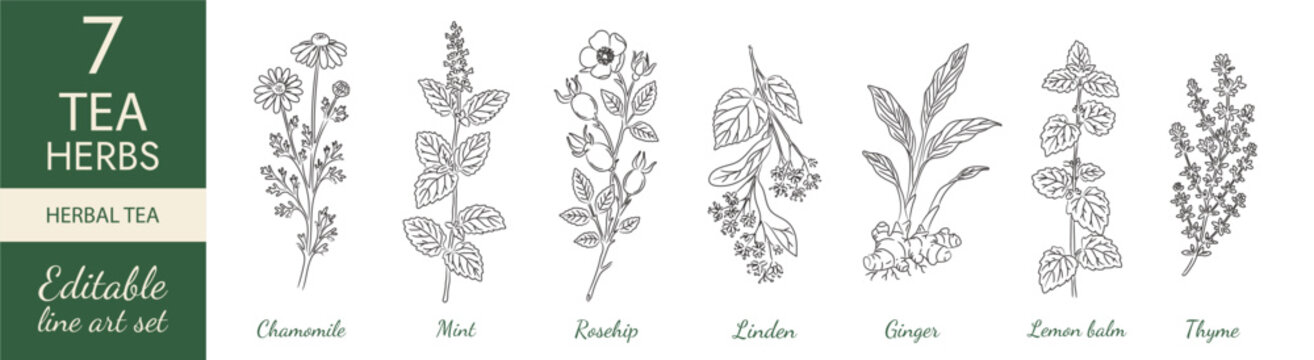Herbal tea plants line art set with chamomile, mint, rosehip, linden, ginger, lemon balm and thyme