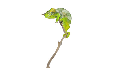 Vibrant green chameleon perched on a branch, isolated on transparent background  © pixcelstudiopro