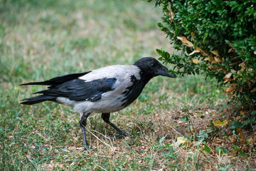 Fototapeta premium Hooded Crow Foraging Near Garden Shrub