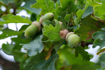 Green Acorns Growing On Oak Tree Branch © aviavlad