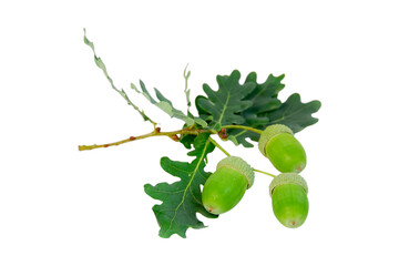 Isolated oak branch with green acorns on a transparent background  © pixcelstudiopro