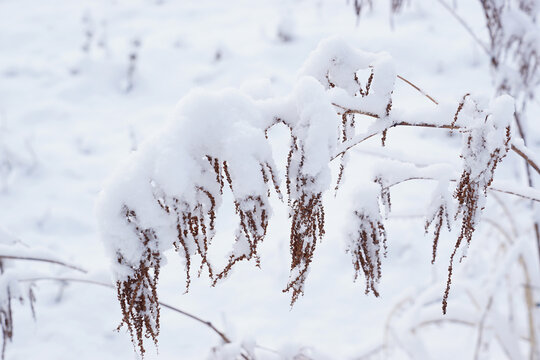 Schneebedeckte Gr&auml;ser im Garten, Zweige einer Staude, Schneehauben mit Eiskristallen, winterliche Landschaft, Hintergrund mit Platz f&uuml;r Text