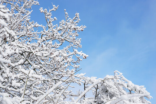 mit Schnee bedeckte Zweige vor blauem Himmel, Hintergrund, viel Platz f&uuml;r Text