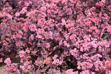 Obraz premium Dense Field of Pink Sedum Flowers in Bloom