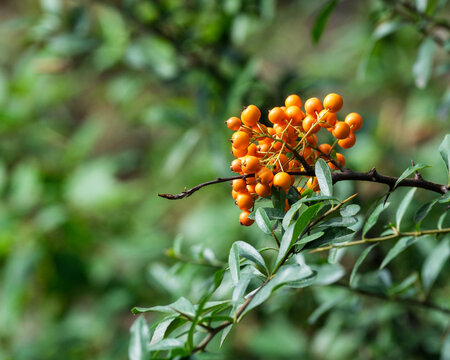 Cluster of Orange Firethorn Berries on Thorned Branch