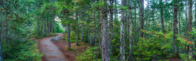 Beautiful wide panoramic view of a scenic hiking trail running through a dense pine forest © underwaterstas