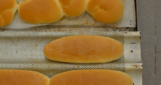 multiple long sandwich rolls and small round buns staged on perforated metal tray and flat baking sheet, showing uniform golden brown crusts and slight flour, with