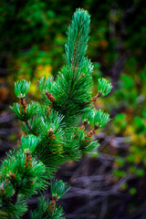 Close up of lush green mountain pine branch with needles reaching upward in forest bokeh © Oleksandr Kashcheiev