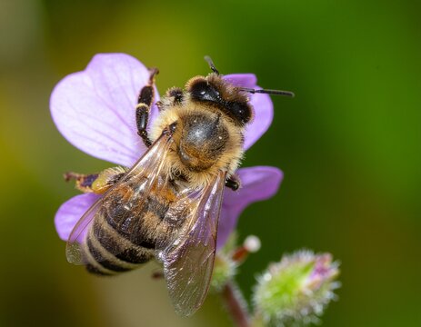 Honey Bee Collecting Nectar and Pollen from Wildflower in Natural Meadow