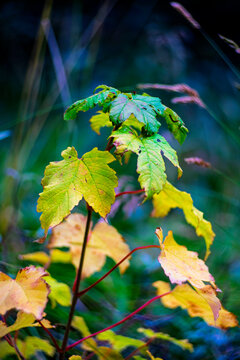 Macro close up of young sycamore maple sapling with colorful green and yellow autumn leaves