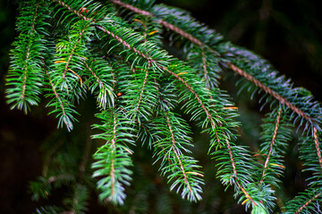 Lush green fir tree branches with fresh needle texture against dark forest background © Oleksandr Kashcheiev
