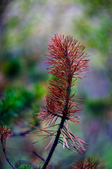 Vertical macro shot of dried reddish brown pine branch needles in soft forest bokeh © Oleksandr Kashcheiev