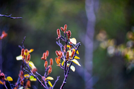 Macro close up of dwarf birch branches with reddish catkins and yellow autumn leaves in dark forest bokeh