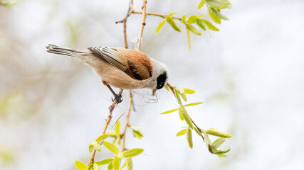 great tit parus major © lazalnik