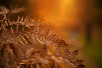 Dry fern frond illuminated by warm golden sunset backlight in autumn for cozy design and background © Natalia