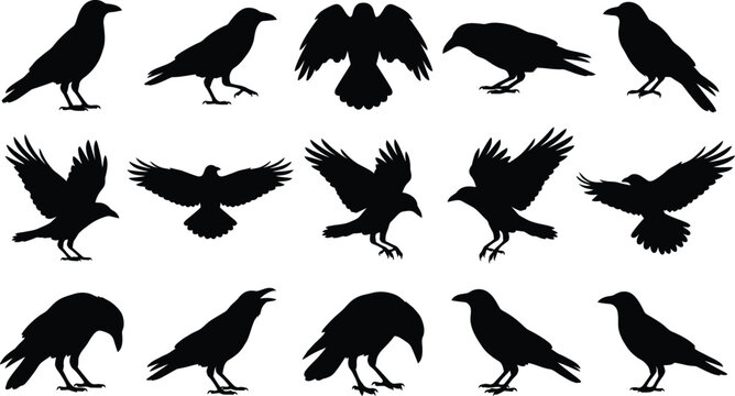 Collection of black raven silhouettes in various poses and flight patterns