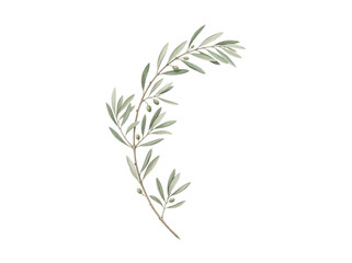Fototapeta premium Watercolor Olive Branch With Green Leaves Isolated On Transparent Background