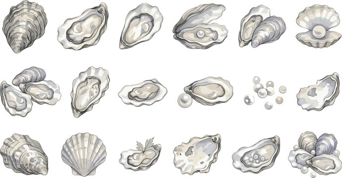 Oyster shell vector illustration collection featuring open shells pearls scallops and clams for seafood restaurant menus and beach designs