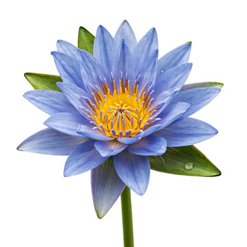 Blue water lily flower isolated on transparent background for spa and wellness design.