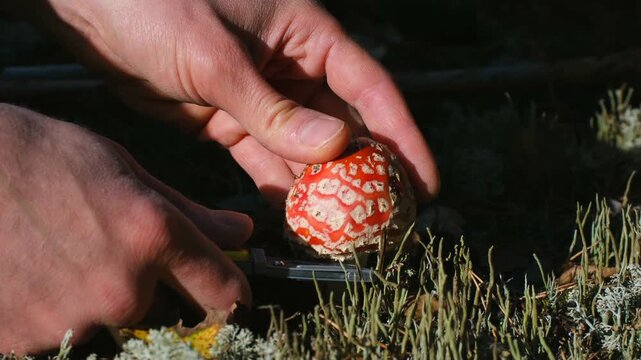 Male hands carefully cutting a beautiful red fly agaric mushroom with a knife in a sunlit forest. The forager gathers the poisonous amanita muscaria growing among moss and grass in the woods